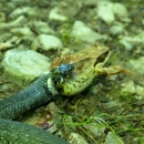 Momentka z cesty - had ulovil žábu, a chystal se na hostinu. Jak ji ale Luděk fotil, žába mu utekla a zachránila se.