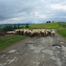 Nahoře na jednom stoupání jsme konečně potkali pořádné stádo ovcí - tedy pro mne Slovensko jak má být.