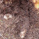 Mraveniště plné mravenců