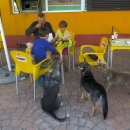 Taková poklidná snidaně u obchodu v Rumunsku :-) po chvíli těch psů už bylo šest.