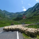 Ovce na cestě způsobily menší zácpu :-)