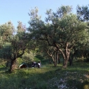 Nocleh v olivovém háji