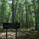 Biogradský prales