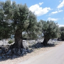 Prastaré olivovníky u cesty žádný stín bohužel neposkytují...