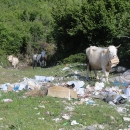 Krávy se pasou na odpadcích, z tlamy jim čouhají papírové kartony.