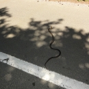 Had na silnici