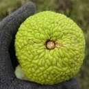 Nevíte někdo, co je tohle za plod? Válelo se to pod stromem podobným ořešáku, velikost a barva plodu - jako tenisák