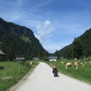 Průjezd stádem krav