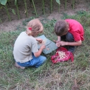 Oblíbená zábava dětí už někdy od Itálie - natrhat klasy pšenice, vydrolit semínka - a dobrůtka je na světě!