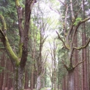 Stoleté stromy v lese - kdysi tu byla alej a kolem pole nebo louky