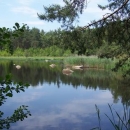 Lesní rybník - opravdu jak někde v Kanadě