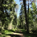 Trollskogen – les tak hustý, že v něm nejde chodit jinak než po cestách, mimo ně je prostup lesem nemožný