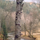 Choroši porostlý strom v údolí Divoké Orlice u Bartošovic