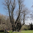 U Vejdovy lípy. Patří mezi nejmohutější památné stromy v ČR