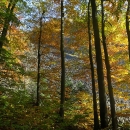 Zajímavý je pohled skrz žluté listí stromů.