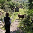 Cestou z hradu se nám do cesty postavily krávy - tahle ale neměla vemeno…