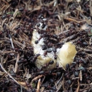 Místním mravencům předávám nesnědené pražské rohlíky