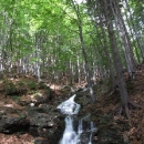 Krása horského lesa s protékajícím potokem