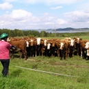 Markéta vykládá kravám a ty ji vzorně poslouchají