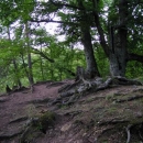 Staré stromy na hradu Lamberk (tak z něj moc nezbylo - pár zdí však ano)