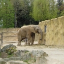 U slonů