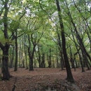 Lesy okolo Vinianského hradu